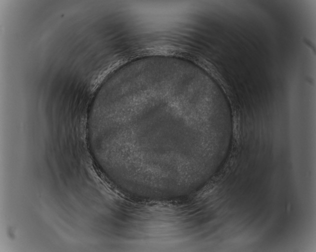 X0000100850434200807181100