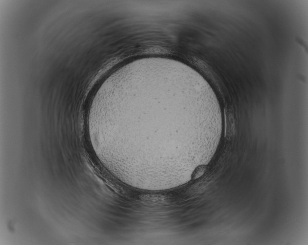 X0000100850435200807181100