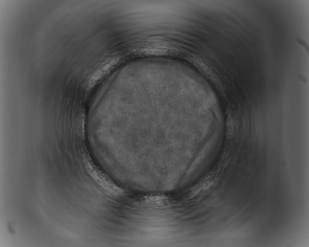X0000100850446200807181100