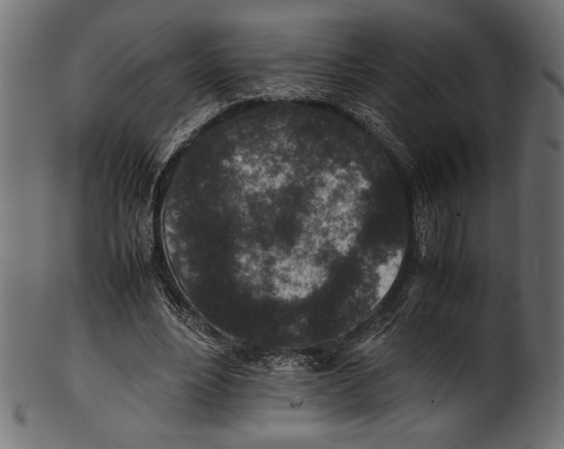 X0000100850488200807181100