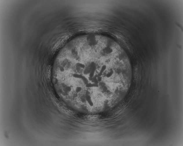 X0000100850495200807181059