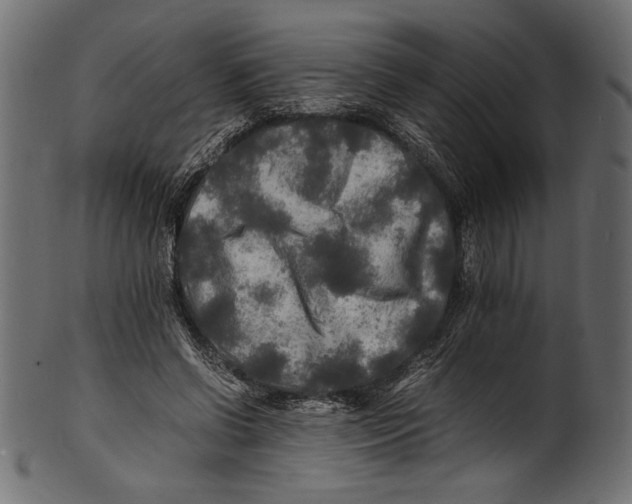 X0000100850542200807181059