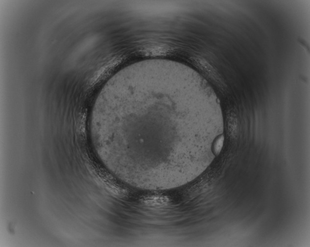 X0000100850543200807181059