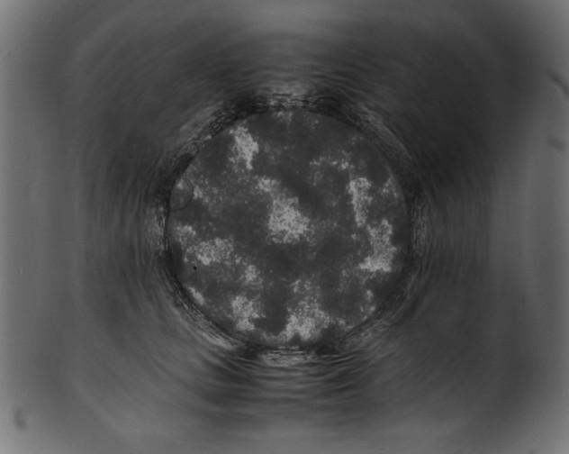 X0000100850661200807181057