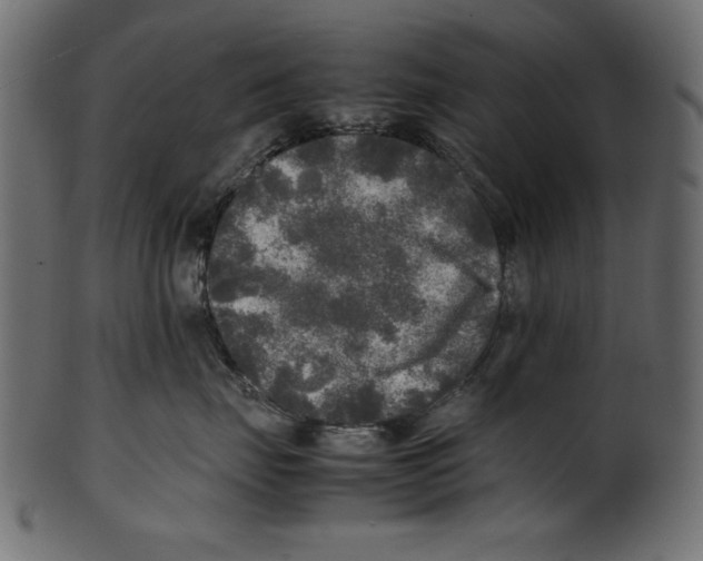 X0000100850671200807181058