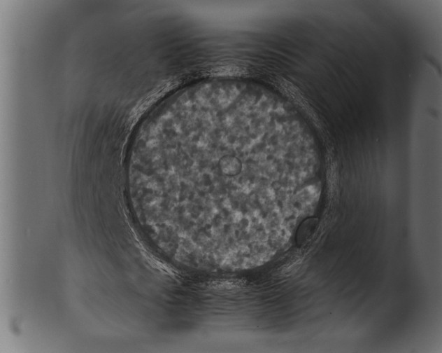 X0000100850721200807181055