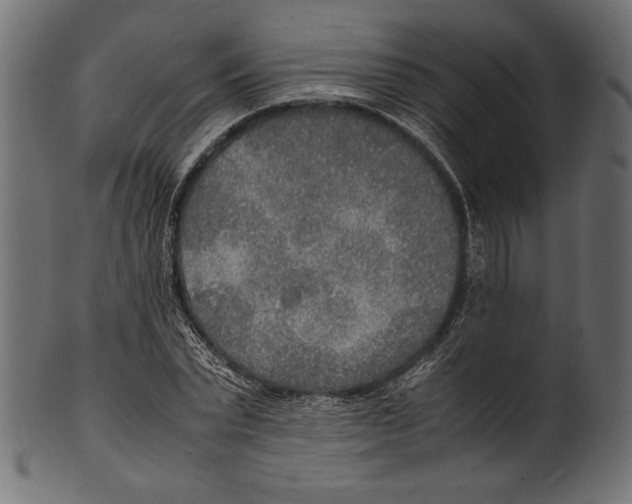 X0000100850783200807181055
