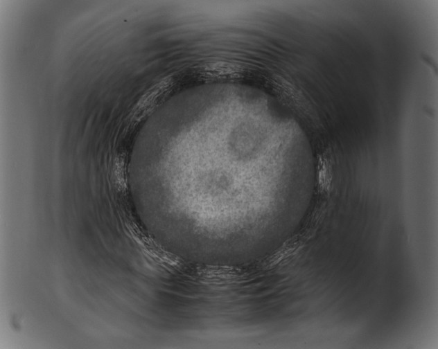 X0000100850819200807181054