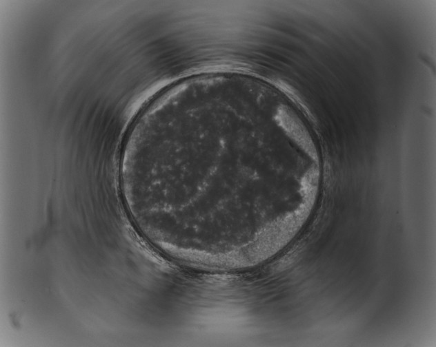 X0000100850854200807181055