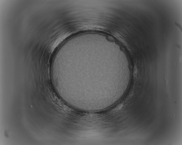 X0000100850877200807181054