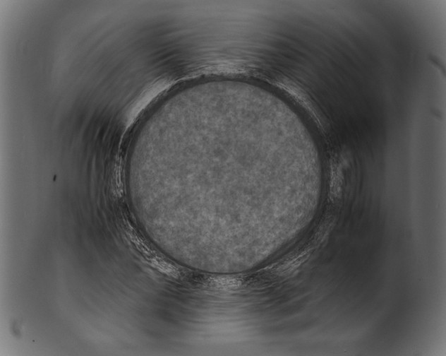 X0000100850878200807181054