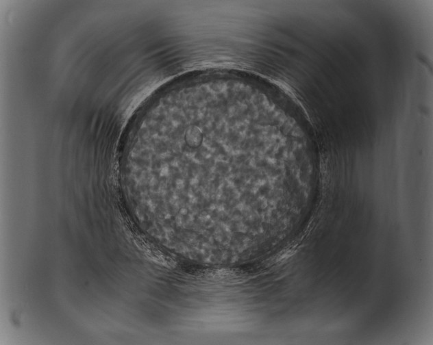 X0000100850879200807181054
