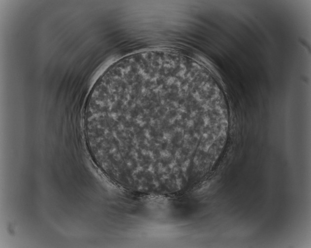 X0000100850907200807181053