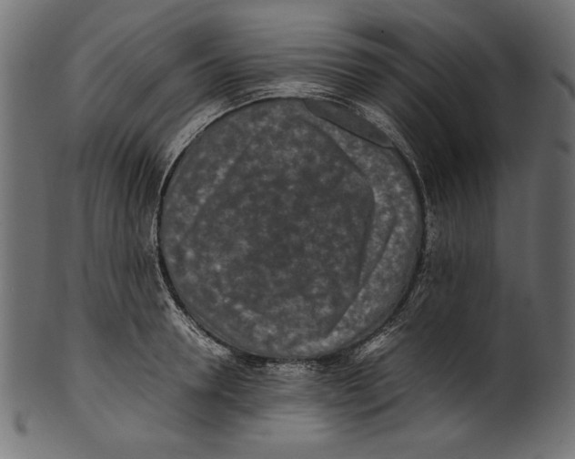 X0000100850946200807181053