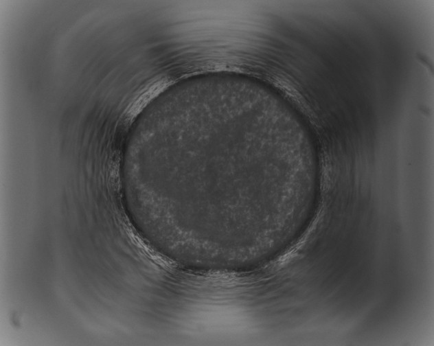 X0000100850977200807181052