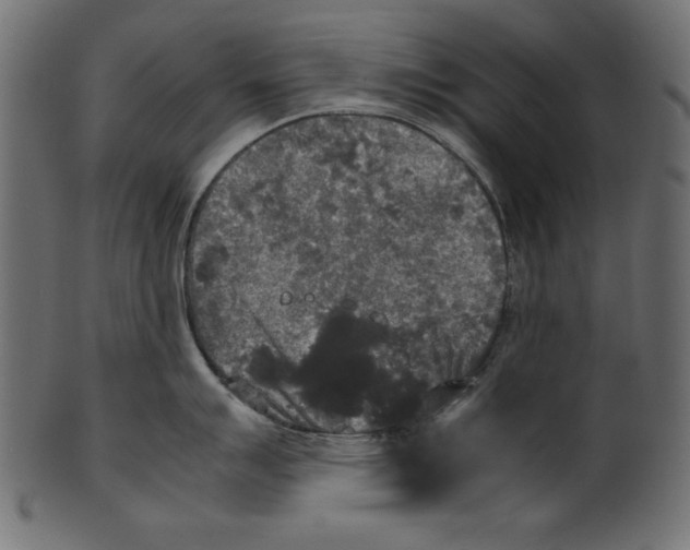 X0000100851007200807181052