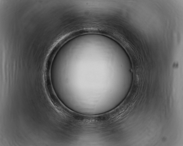 X0000100860728200806200837
