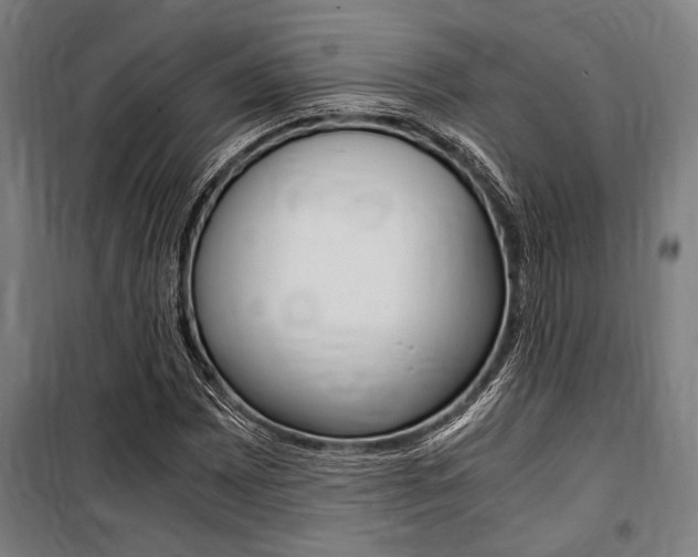 X0000100861065200806200832