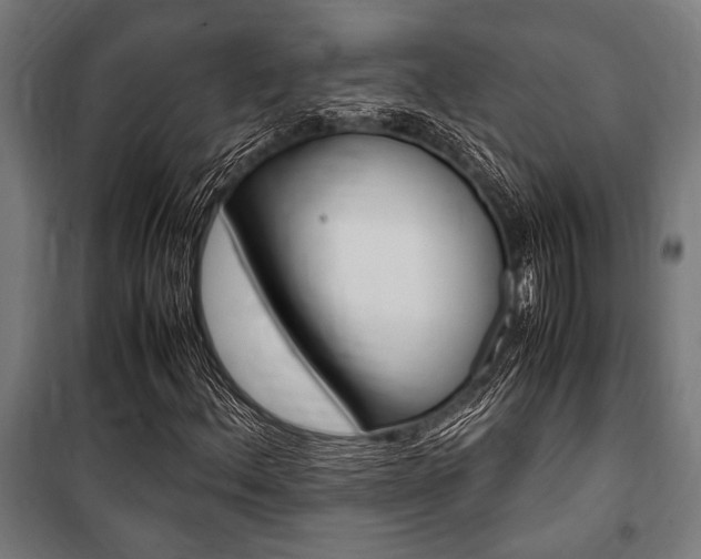X0000100861156200806200831