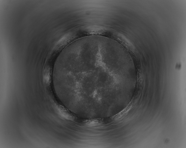 X0000100860074200806201227