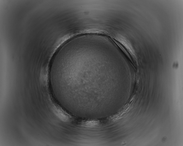 X0000100860156200806201225