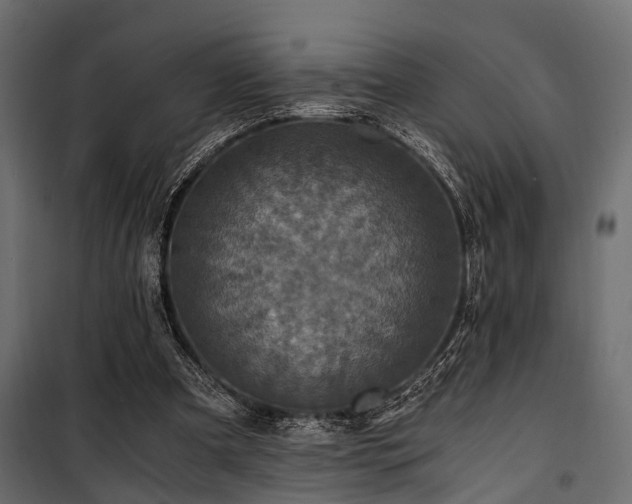 X0000100860297200806201223