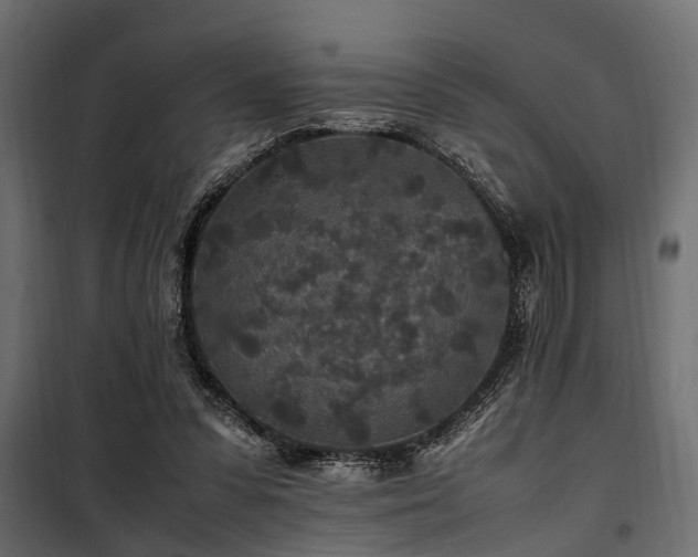 X0000100860303200806201223