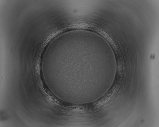 X0000100860434200806201221