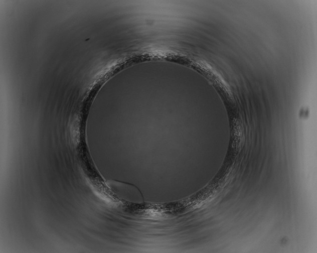 X0000100860496200806201220