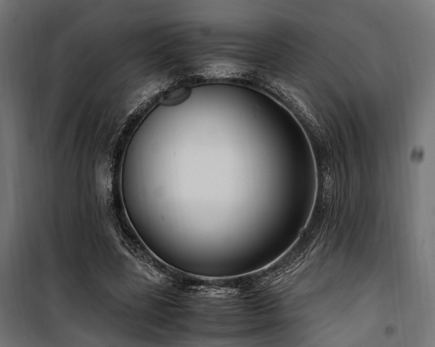 X0000100860539200806201219