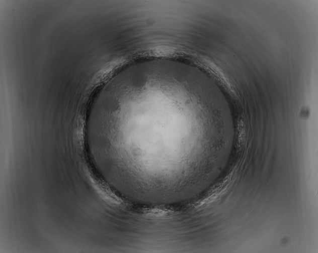 X0000100860542200806201219