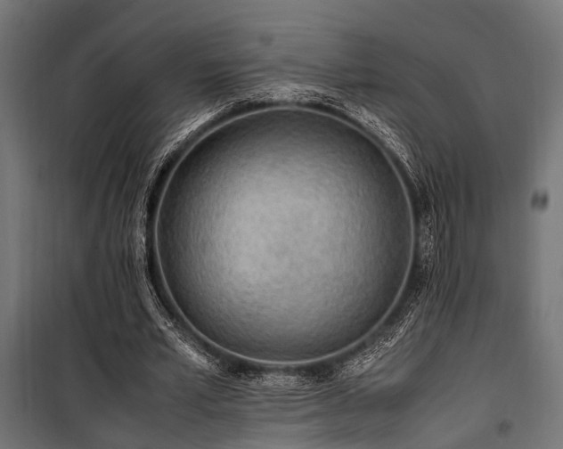 X0000100860581200806201219