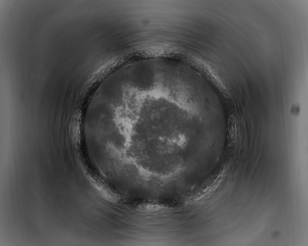 X0000100860590200806201219