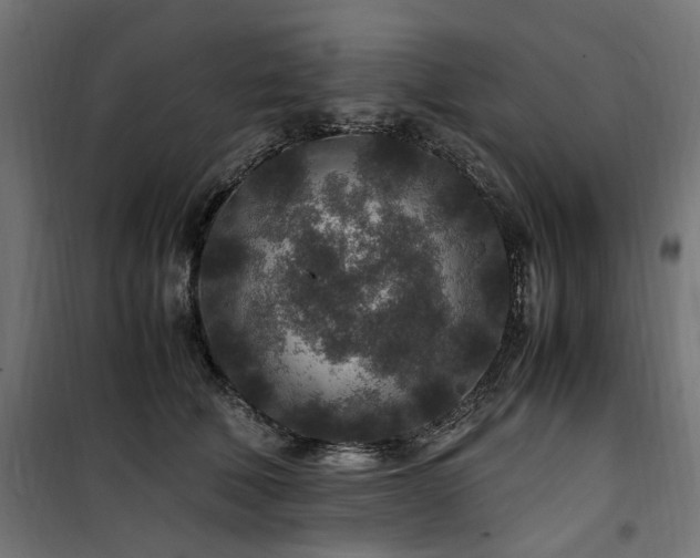 X0000100860610200806201219