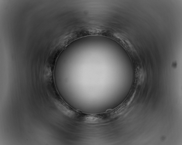 X0000100860614200806201219