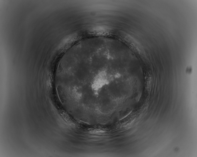 X0000100860643200806201218