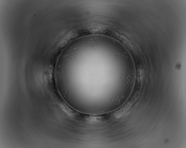 X0000100860664200806201218