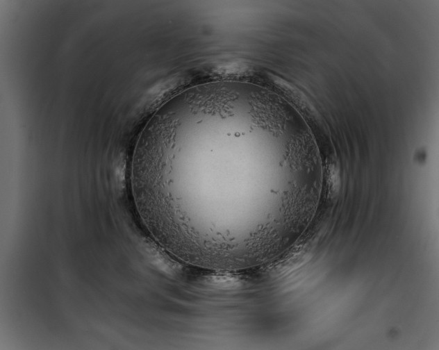 X0000100860668200806201218