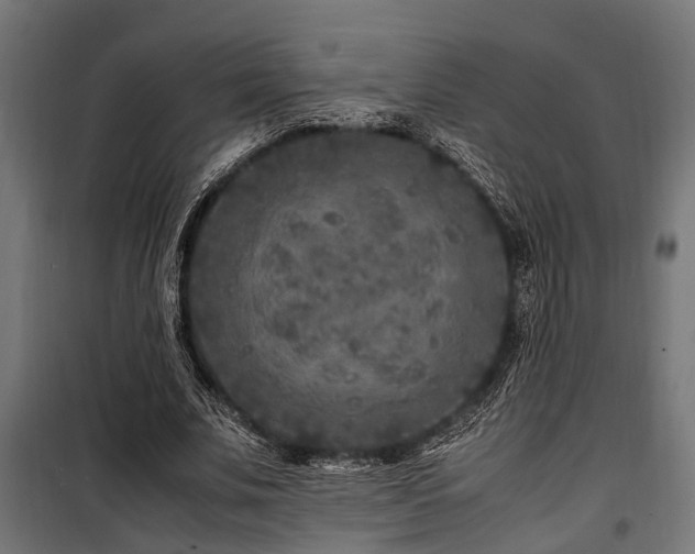 X0000100860679200806201218