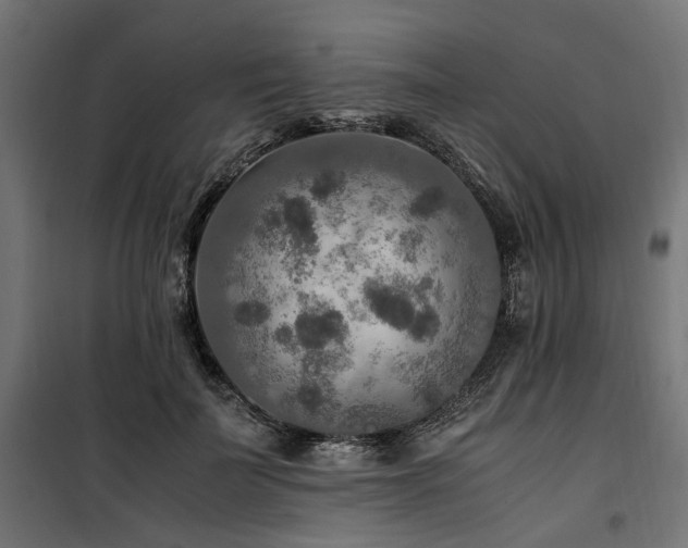 X0000100860699200806201217