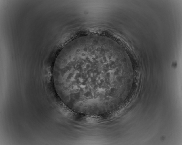 X0000100860707200806201217