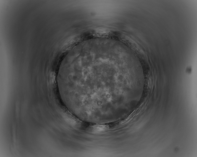 X0000100860711200806201217