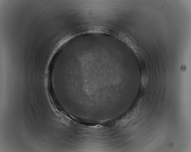 X0000100860724200806201216