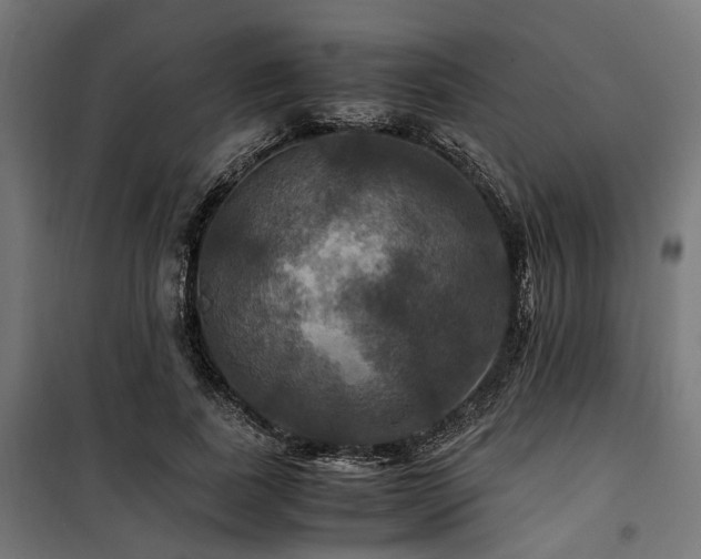 X0000100860739200806201216