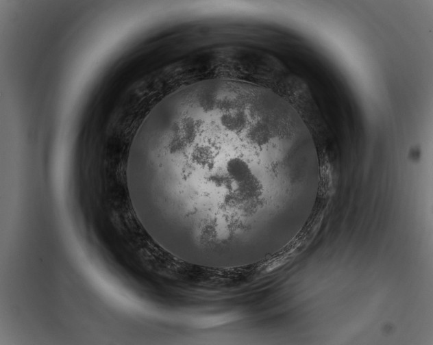 X0000100860765200806201217