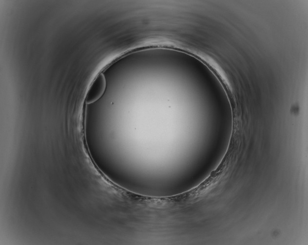 X0000100860815200806201215