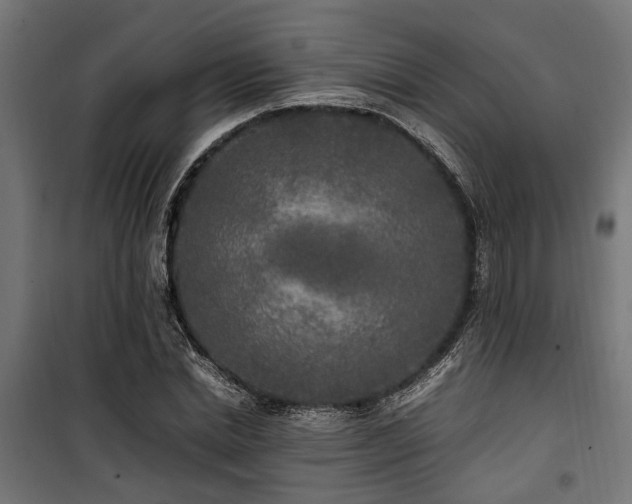 X0000100860830200806201215