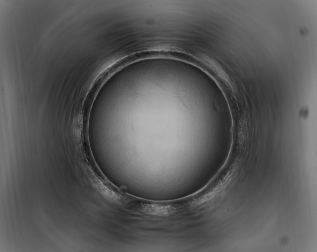 X0000100860831200806201215