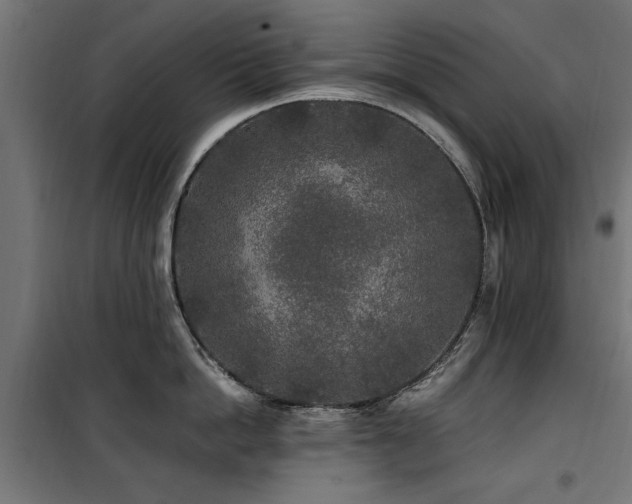 X0000100860862200806201215