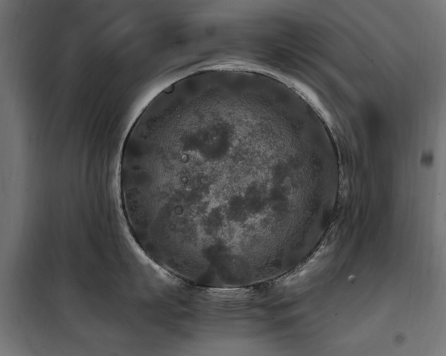 X0000100860863200806201215